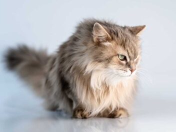 Les 8 races de chat qui ont besoin de beaucoup de soin