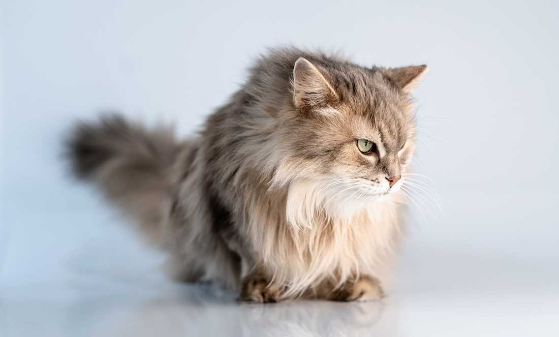 Les 8 races de chat qui ont besoin de beaucoup de soin