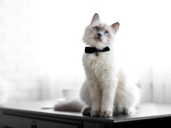 Les 8 races de chat qui ont besoin de beaucoup d’interactions sociales