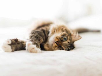 Les 8 races de chat qui ont le plus de répondant