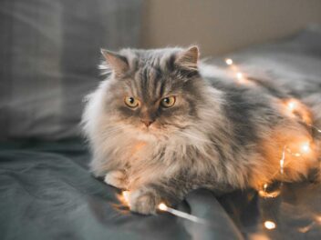 Les 8 races de chat qui sont les plus vulnérables