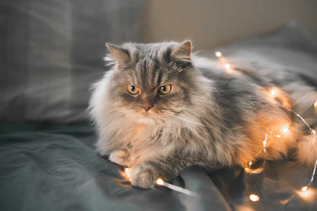 Les 8 races de chat qui sont les plus vulnérables