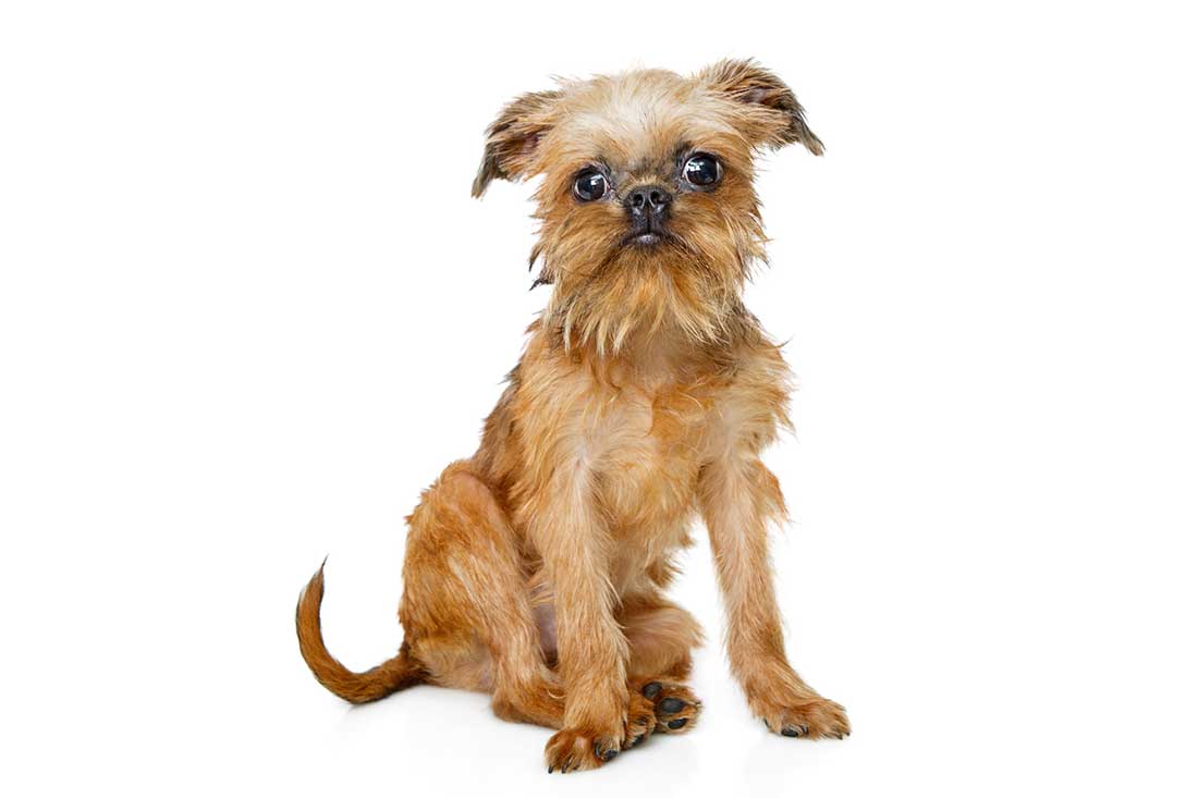 Les races de chien les plus petites au monde, mais qui ont un gros cœur