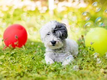 Découvrez les 10 races de chiens qui vivent le plus longtemps
