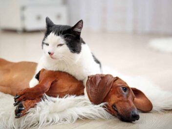 5 choses que les chiens et les chat détestent plus que tout !