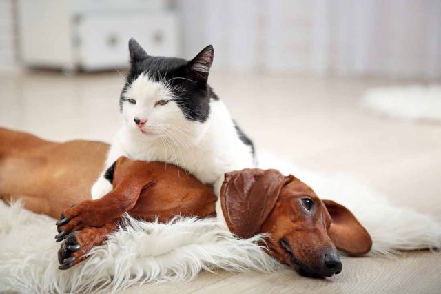 choses-chats-chiens-detestent-plus-que-tout