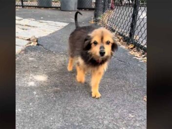 Regardez la formidable transformation d&rsquo;un petit chien abandonné puis adopté en vidéo