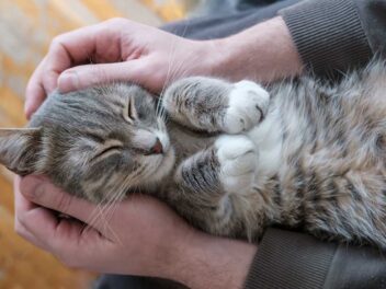 Les 8 races de chat qui ont besoin d’un maître qui adore les câlins