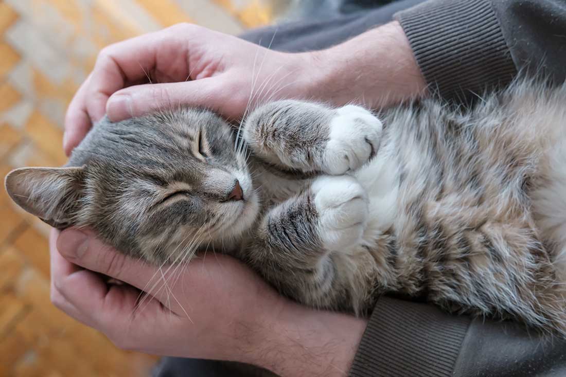 Les 8 races de chat qui ont besoin d’un maître qui adore les câlins