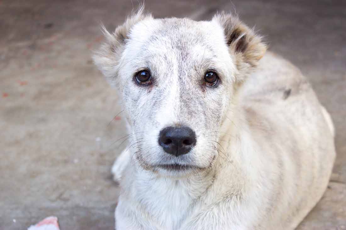 À partir de quel âge un chien est considéré comme vieux ? Animal.ch