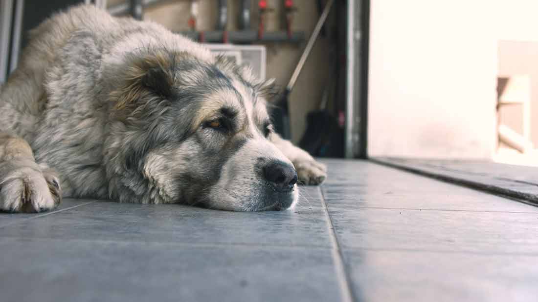 Pourquoi mon chien se frotte le derrière par terre ? Animal.ch