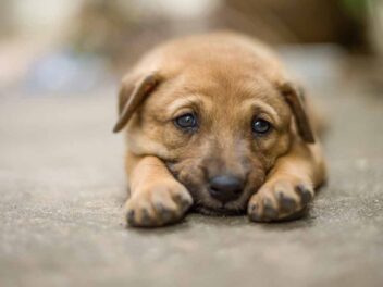 Pourquoi votre chien vous regarde-t-il avec des yeux tristes ?