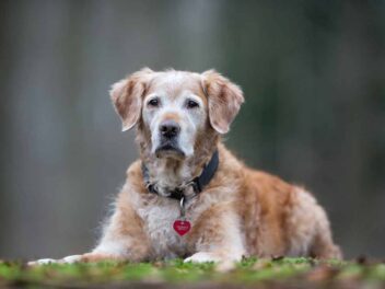 À partir de quel âge un chien est considéré comme vieux ?