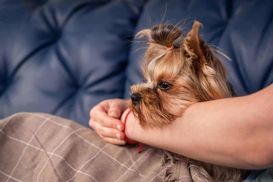 Les 8 races de chien qui peuvent voyager en cabine