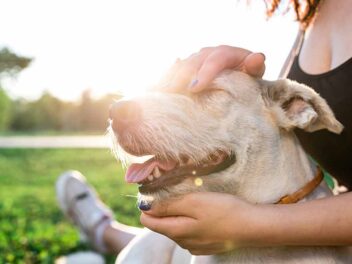Quelles sont les races de chien les plus attentionnées avec leur maître?