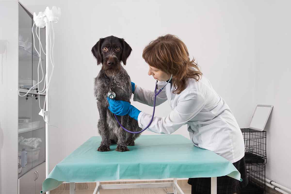 Quels sont les avantages de souscrire à une assurance pour votre animal ?