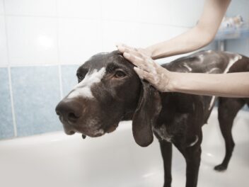 Comment habituer son chien au toilettage ?