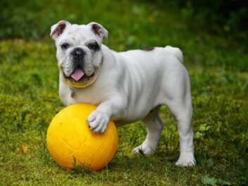 5 activités physiques et mentales indispensables pour votre chien