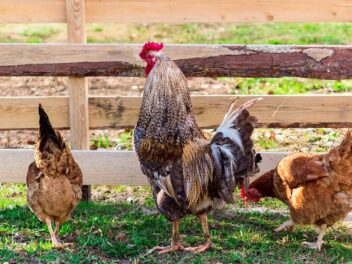 Installer son poulailler : comment faire ?