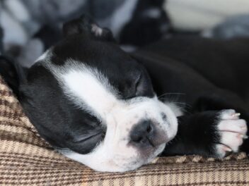 Comment bien choisir une pension pour chien ?