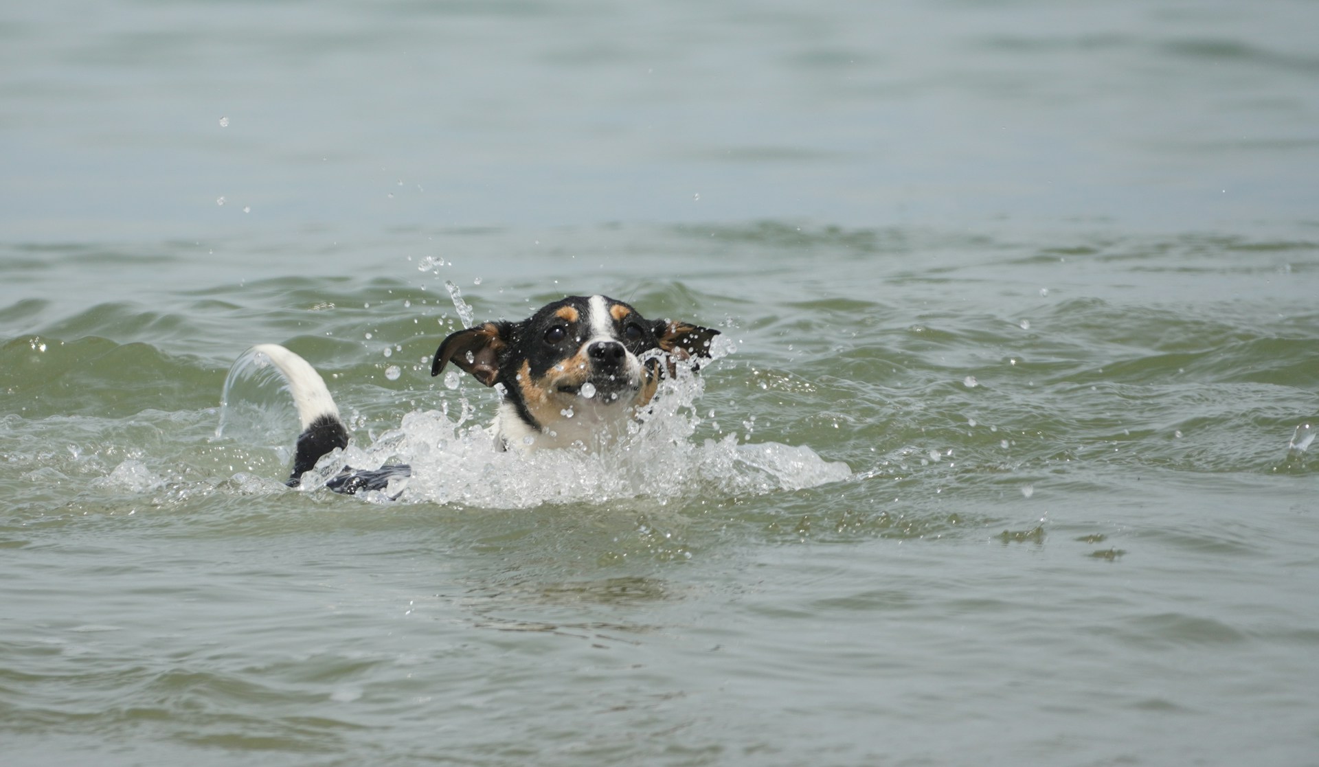 Les 8 chiens qui excellent dans l’eau
