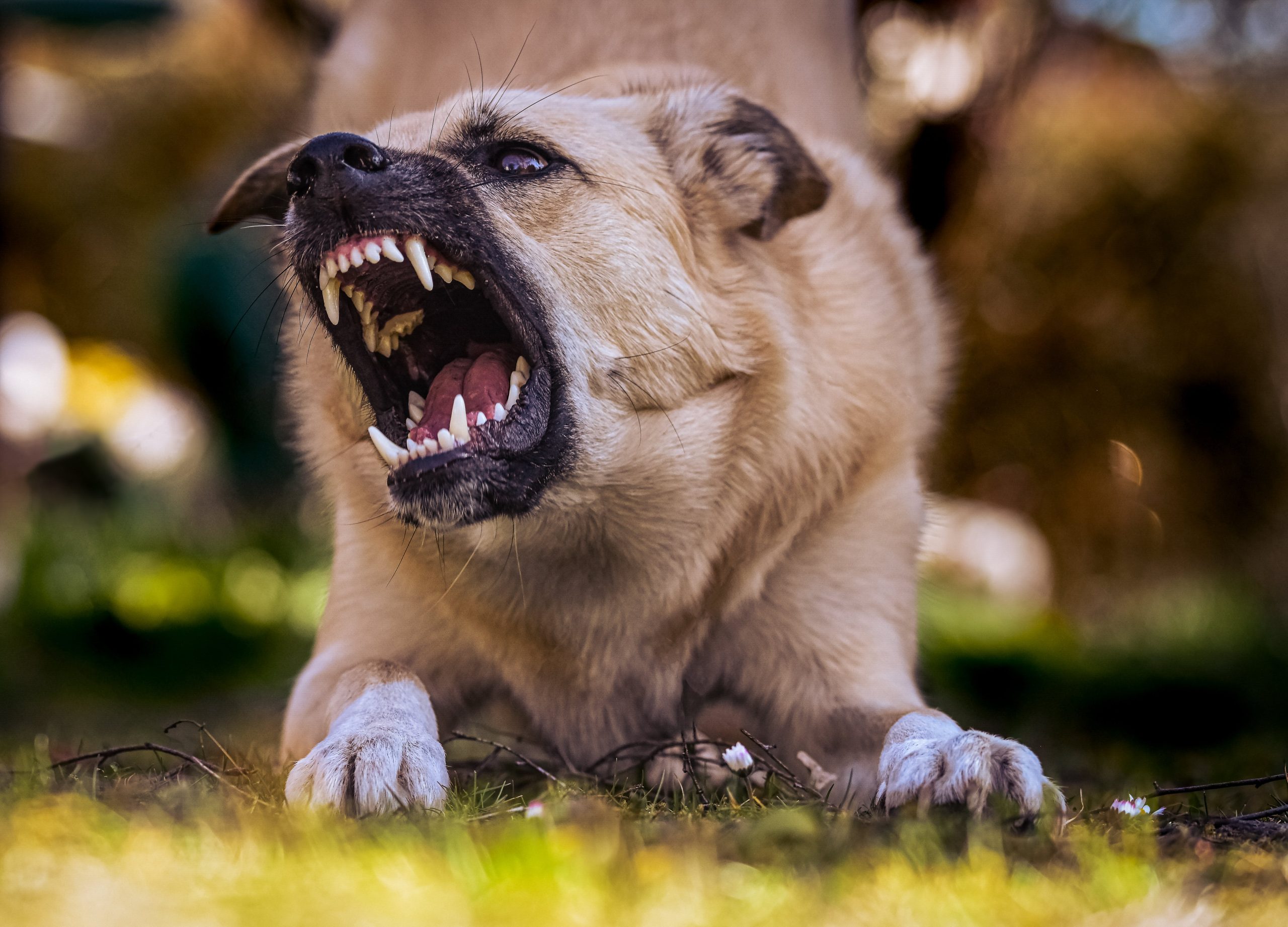 Comment canaliser l&rsquo;agressivité de son chien ?