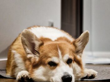 Quels sont les différents problèmes oculaires chez le chien ?