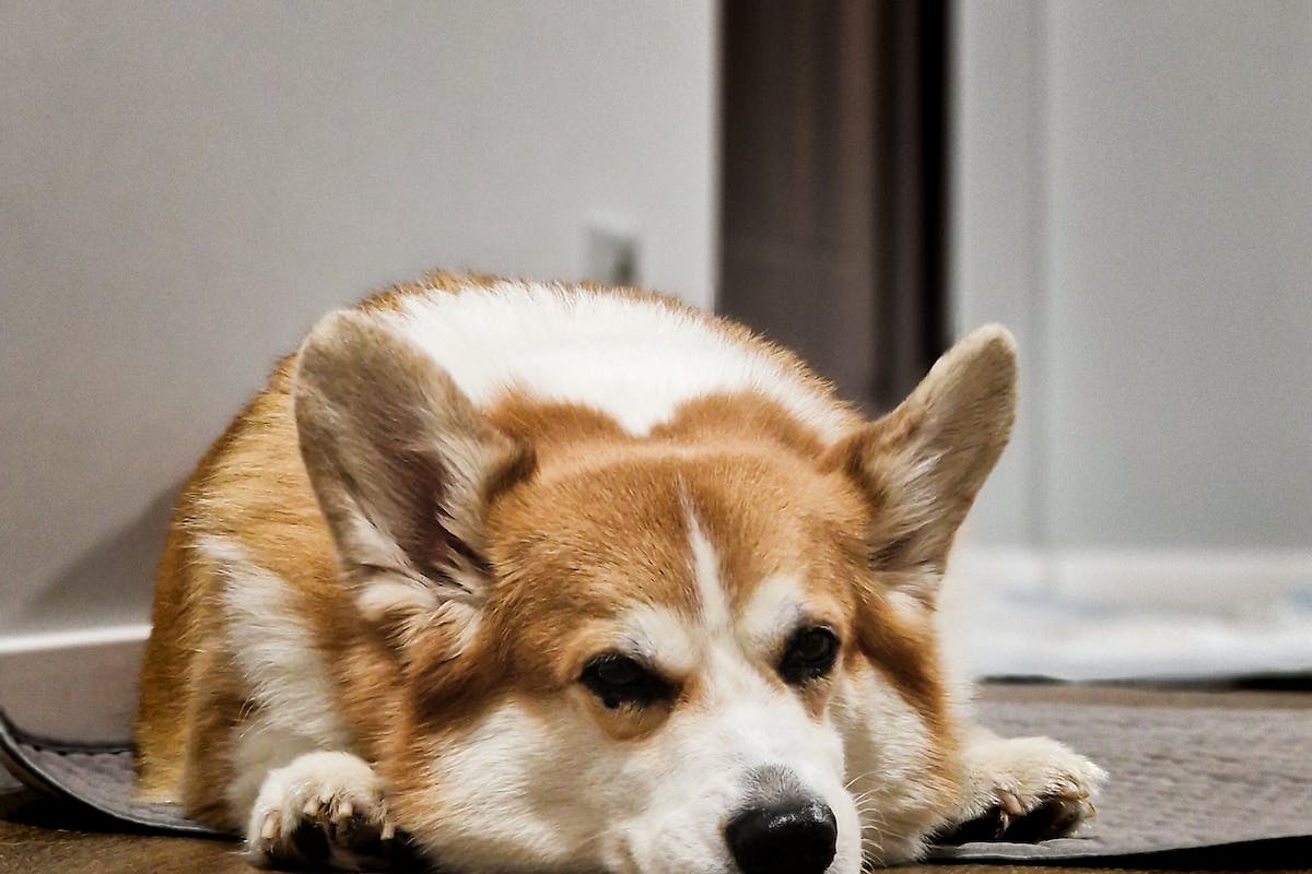 Quels sont les différents problèmes oculaires chez le chien ?