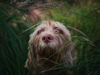 Larmoiement du chien : quelles sont les causes, symptômes et solutions ?