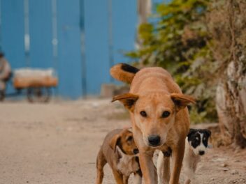 Chien qui n&rsquo;arrive pas à procréer : comment traiter le problème ?