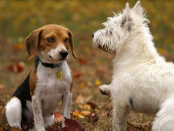 7 meilleurs moyens de socialiser un chien