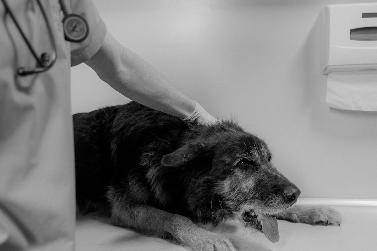 Vomissements répétés : comment soigner votre chien ?