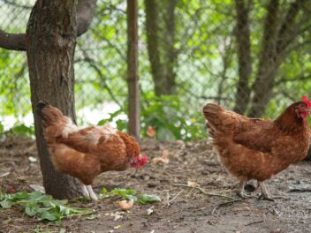 Les avantages d&rsquo;avoir un enclos pour poules dans son jardin