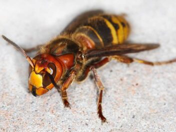 Comment se débarrasser des frelons