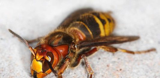 se débarrasser des frelons