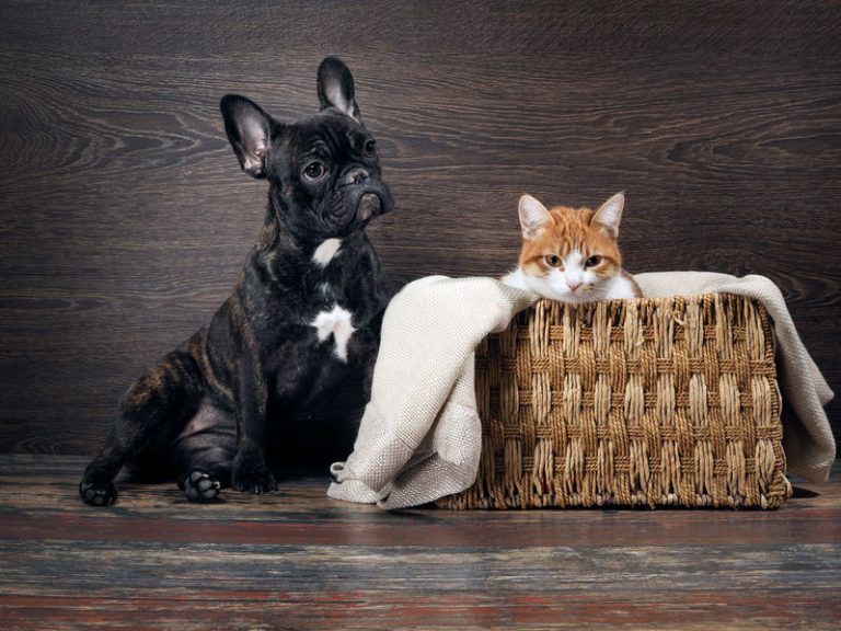 Quels sont les signes qui montrent que votre animal de compagnie est malade ?