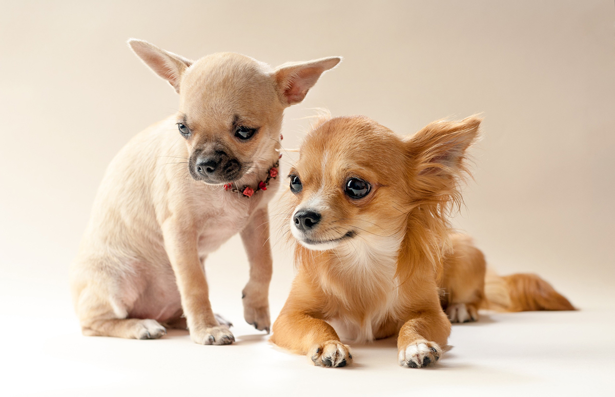Les races de chien qui pèsent moins de 10 kilos