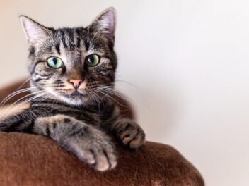 Quelques informations précieuses à connaître sur la pâtée pour chat