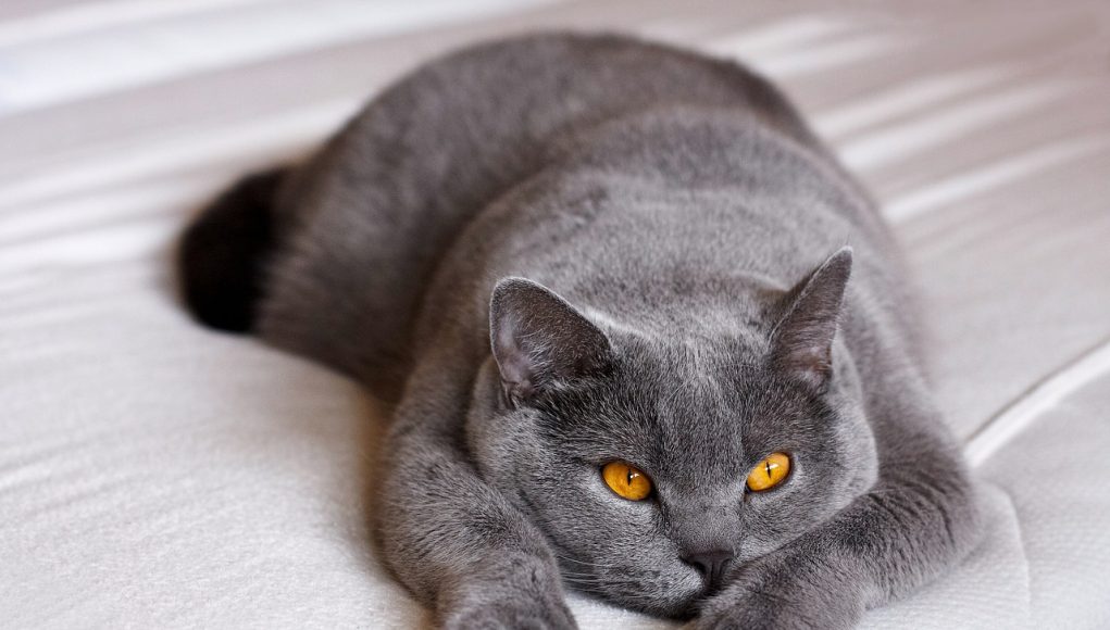 Est-ce que le British Shorthair est câlin ?