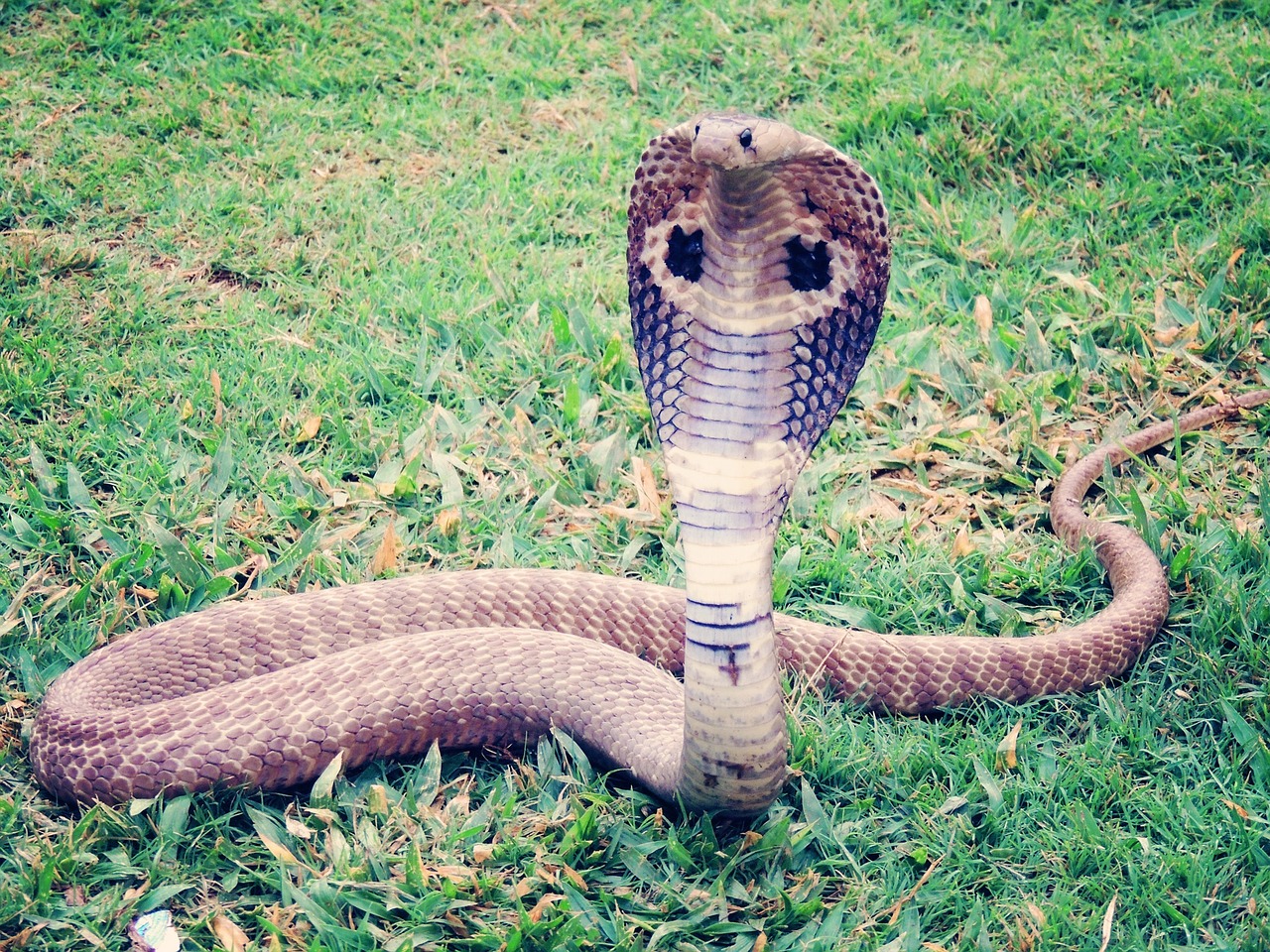 Cobra est un animal commençant par la lettre C
