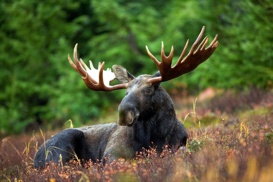 Animal en E : les animaux commençant par la lettre E