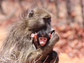 Animal en B : Les animaux commençant par la lettre B