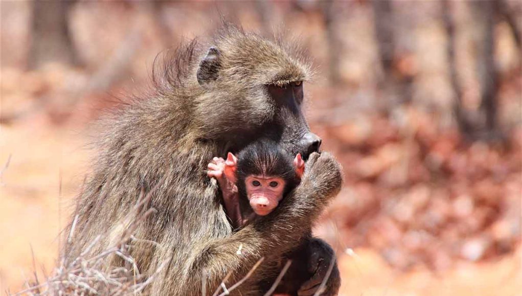 Animal en B : Les animaux commençant par la lettre B