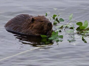 Animal en C : Les animaux commençant par la lettre C