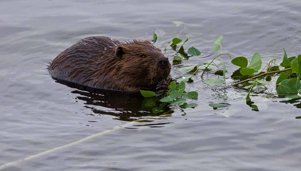 Animal en C : Les animaux commençant par la lettre C
