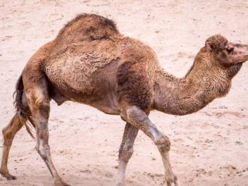 Animal en D : Les animaux commençant par la lettre D