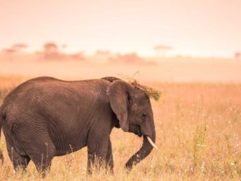 Animal en E : les animaux commençant par la lettre E