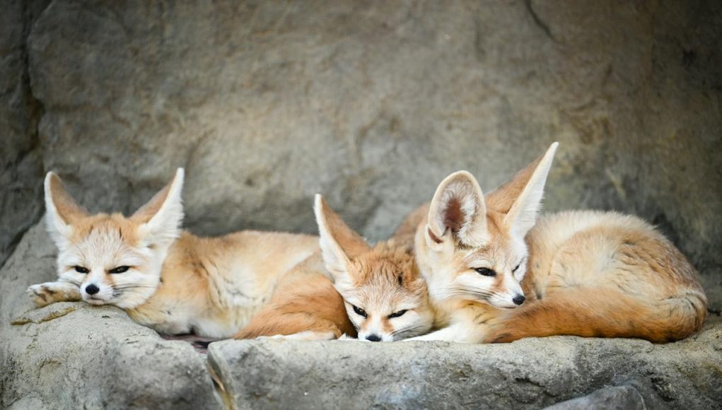 Animal en F : Les animaux commençant par la lettre F