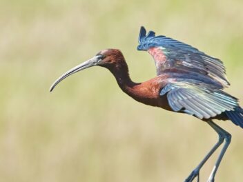 Animal en I : Les animaux commençant par la lettre i