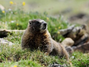 Animal en M : les animaux commençant par la lettre M